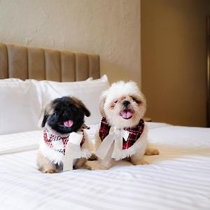Pet Friendly Chill Room